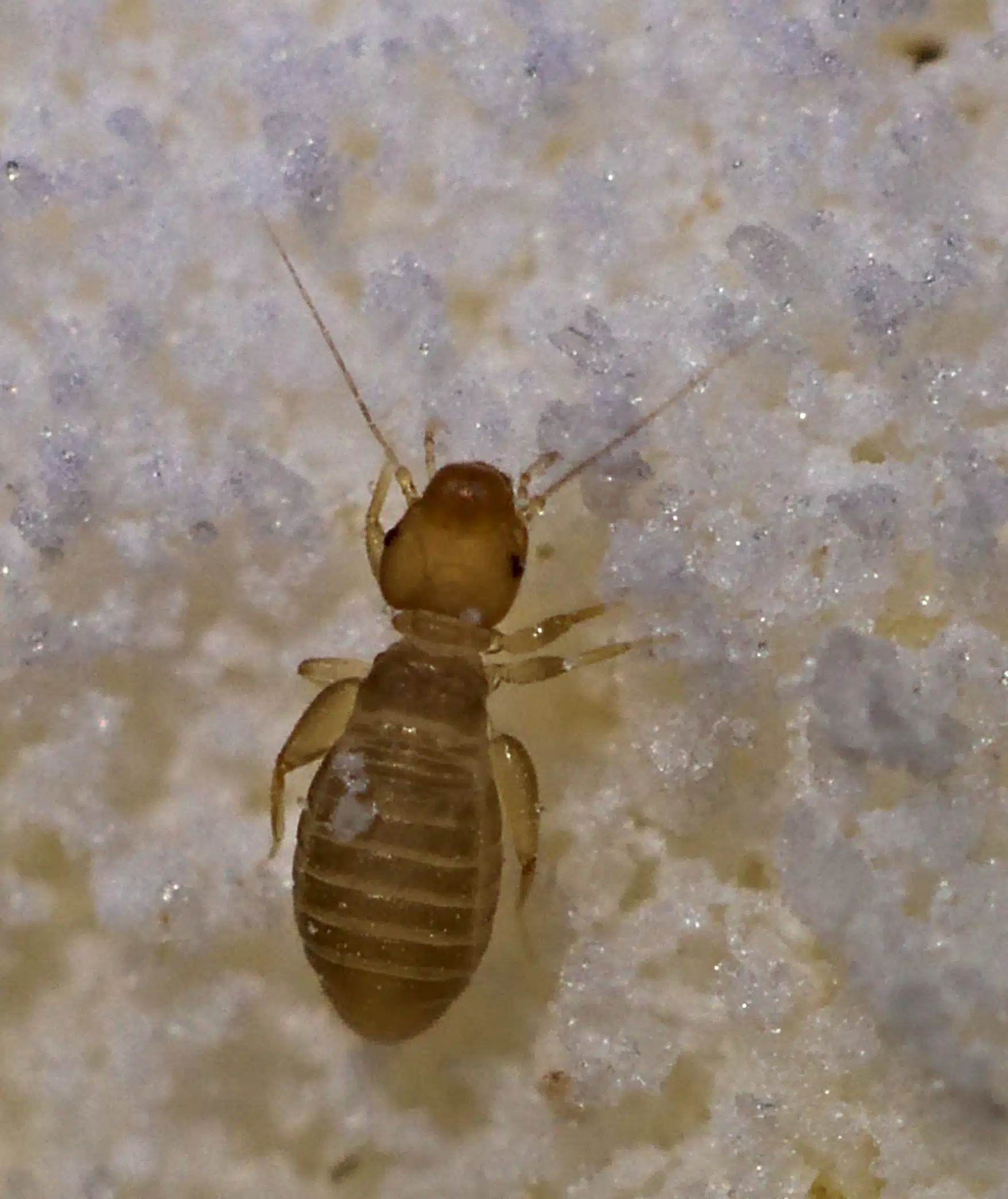 Pale translucent booklouse with long antennae on flour granules, wingless and soft-bodied. Photo: Andreas Eichler (CC BY-SA 4.0), via Wikimedia Commons