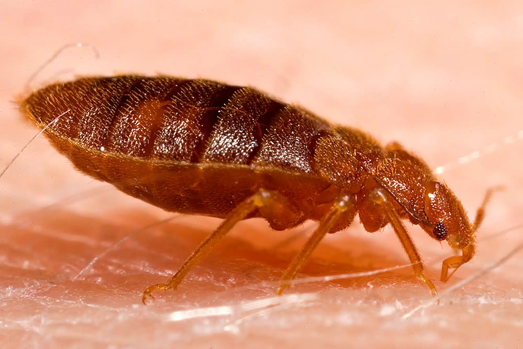 Adult bed bug, flat oval reddish-brown body, wingless, shown from the side