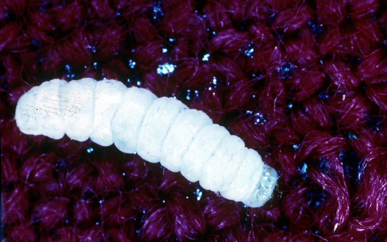 Cream-white clothes moth larva resting on dark wool carpet fibers