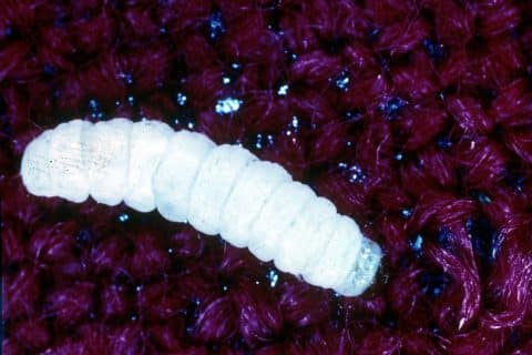 Cream-white clothes moth larva resting on dark wool carpet fibers