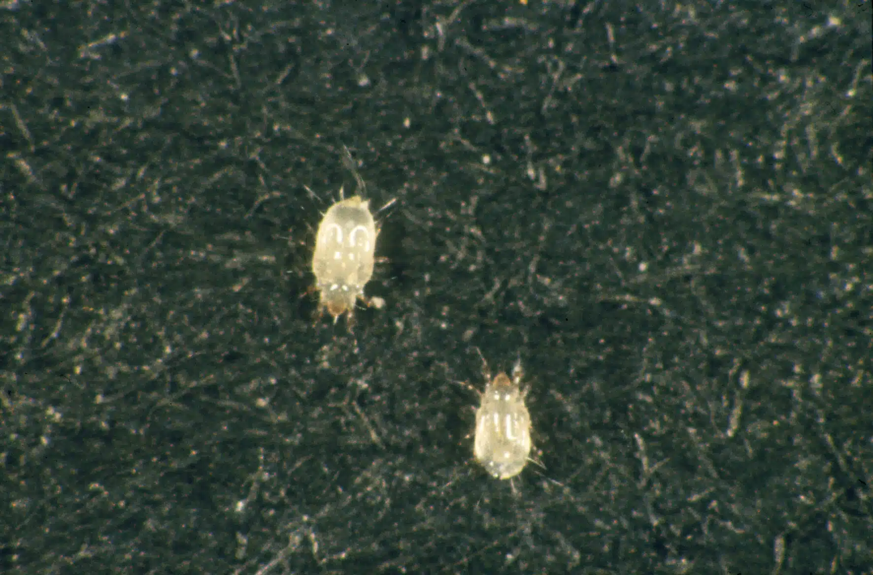 Two pale, wingless, soft-bodied booklice with long antennae