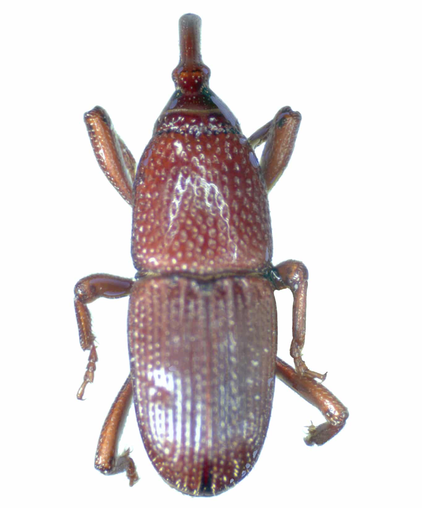 Granary weevil, Sitophilus granarius, showing a uniformly dark reddish-brown body with pitted texture and an elongated snout, no pale spots on the wing covers. Photo: CSIRO, CC BY 3.0, via Wikimedia Commons.