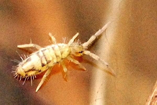 Elongated pale springtail with a segmented body and long legs, wingless