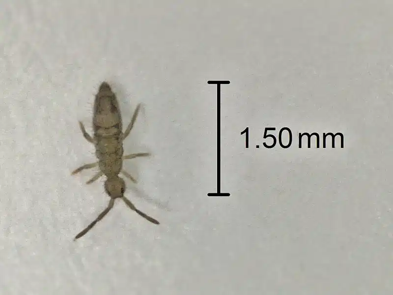 Wingless springtail (Entomobrya nivalis), elongated segmented body, shown next to a 1.5mm scale bar