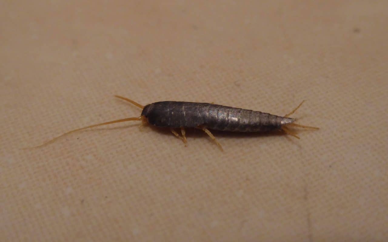 Real macro photograph of a silvery, segmented silverfish with long antennae