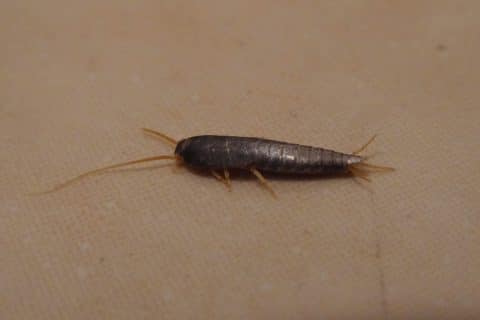 Real macro photograph of a silvery, segmented silverfish with long antennae