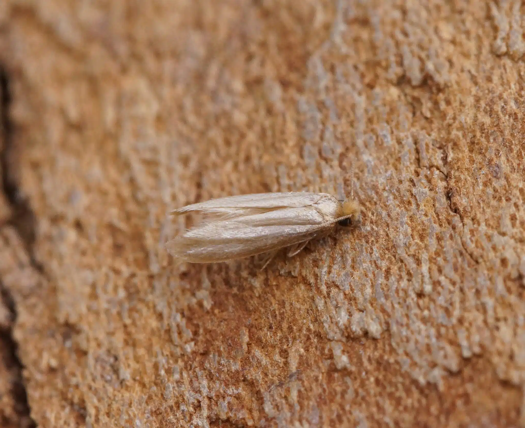 Plain tan clothes moth with fringed wings, no pattern, resting on bark. Photo: Ben Sale (CC BY 4.0), via Wikimedia Commons