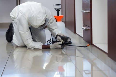 Pest control technician spraying insecticide into the narrow gap under a kitchen cabinet
