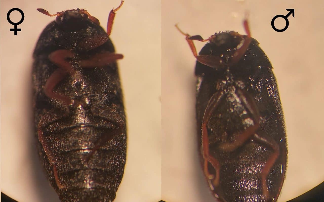 Shiny black adult carpet beetle beside its longer golden-brown larva, shown at the same scale