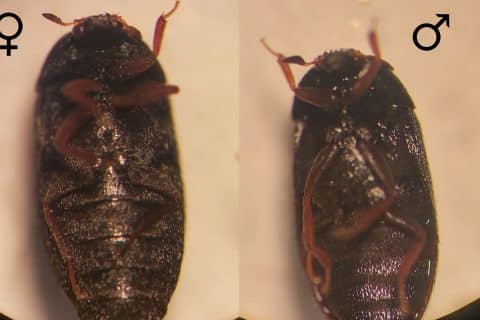 Shiny black adult carpet beetle beside its longer golden-brown larva, shown at the same scale
