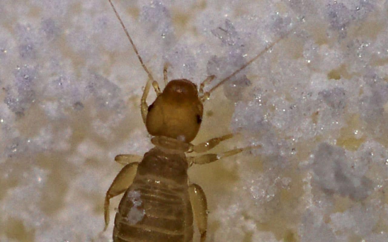 Extreme close-up of several pale, soft-bodied booklice on damp paper, each under 2 mm long