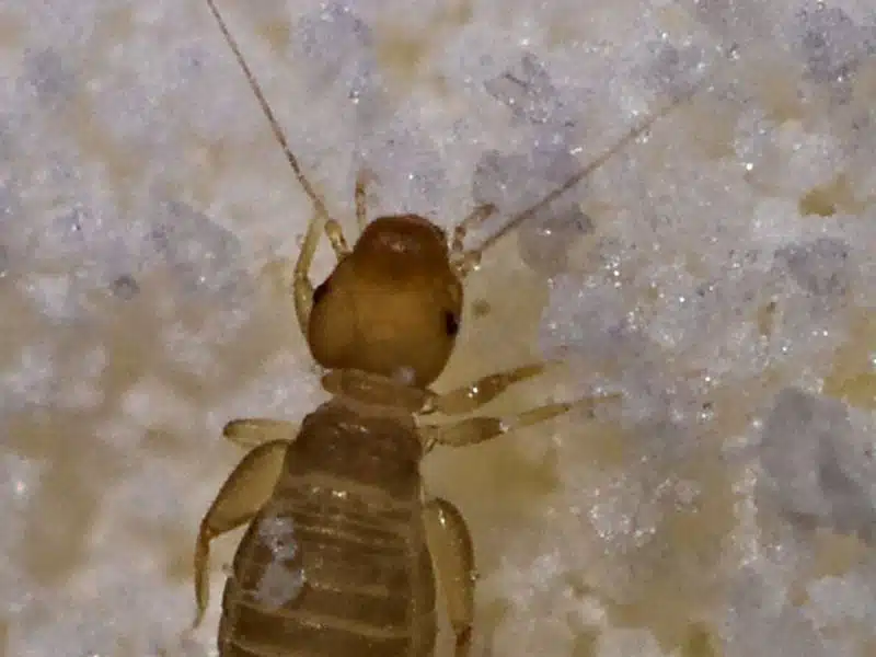 Extreme close-up of several pale, soft-bodied booklice on damp paper, each under 2 mm long