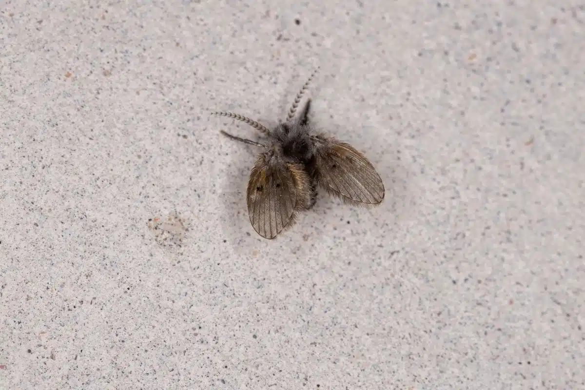 Adult drain fly, or bathroom moth midge, resting flat with fuzzy moth-like wings