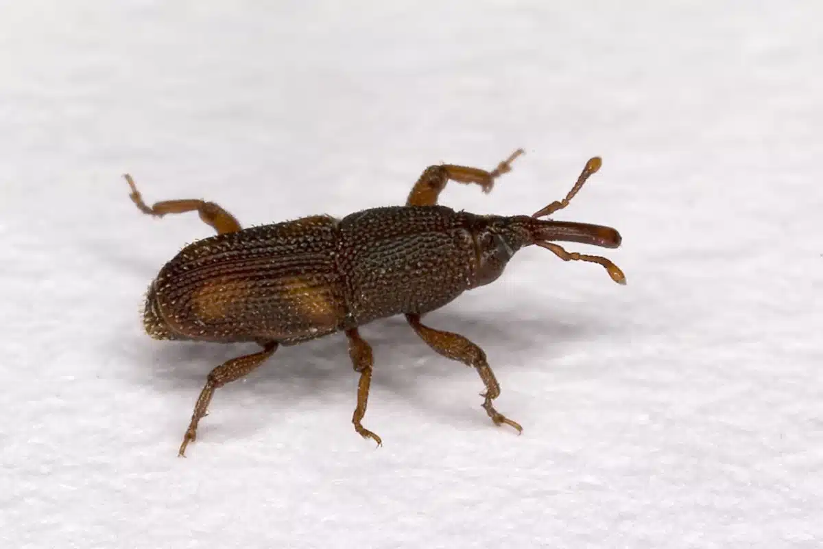 Rice weevil on a pale surface, the long downward snout clearly visible