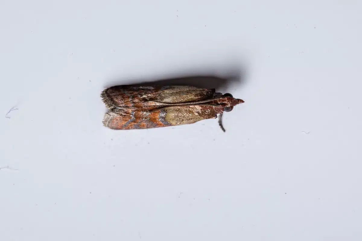 Adult Indian meal moth (Plodia interpunctella) at rest on a pale surface