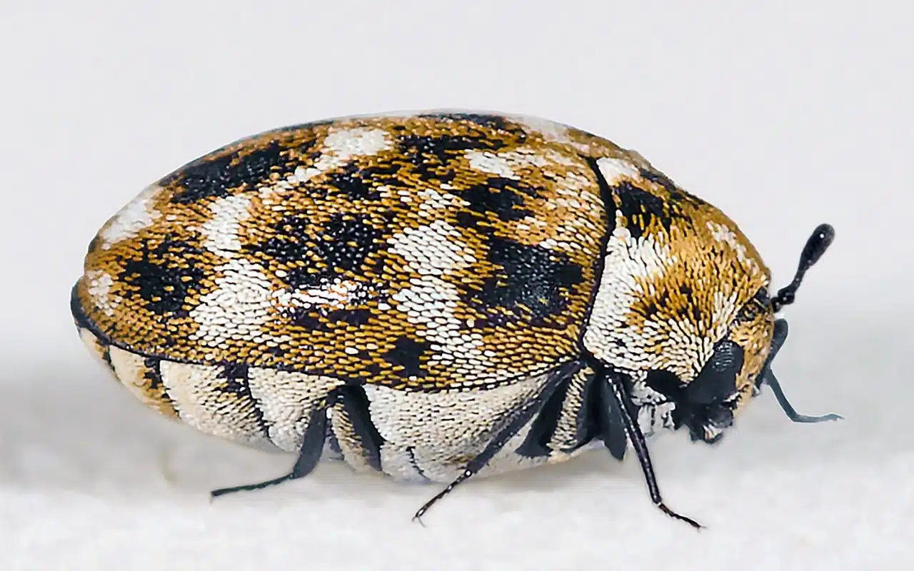 Varied carpet beetle adult and its bristly brown larva side by side on wool fabric