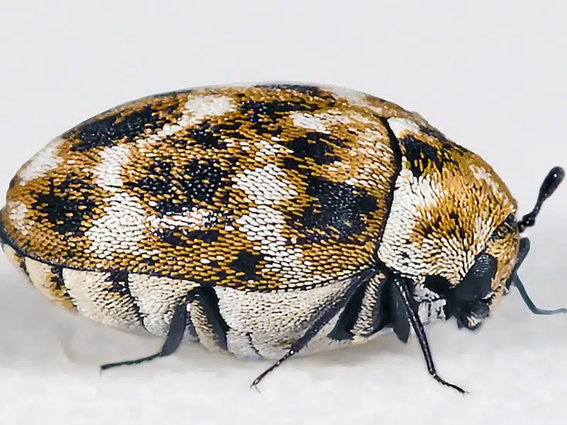 Varied carpet beetle adult and its bristly brown larva side by side on wool fabric