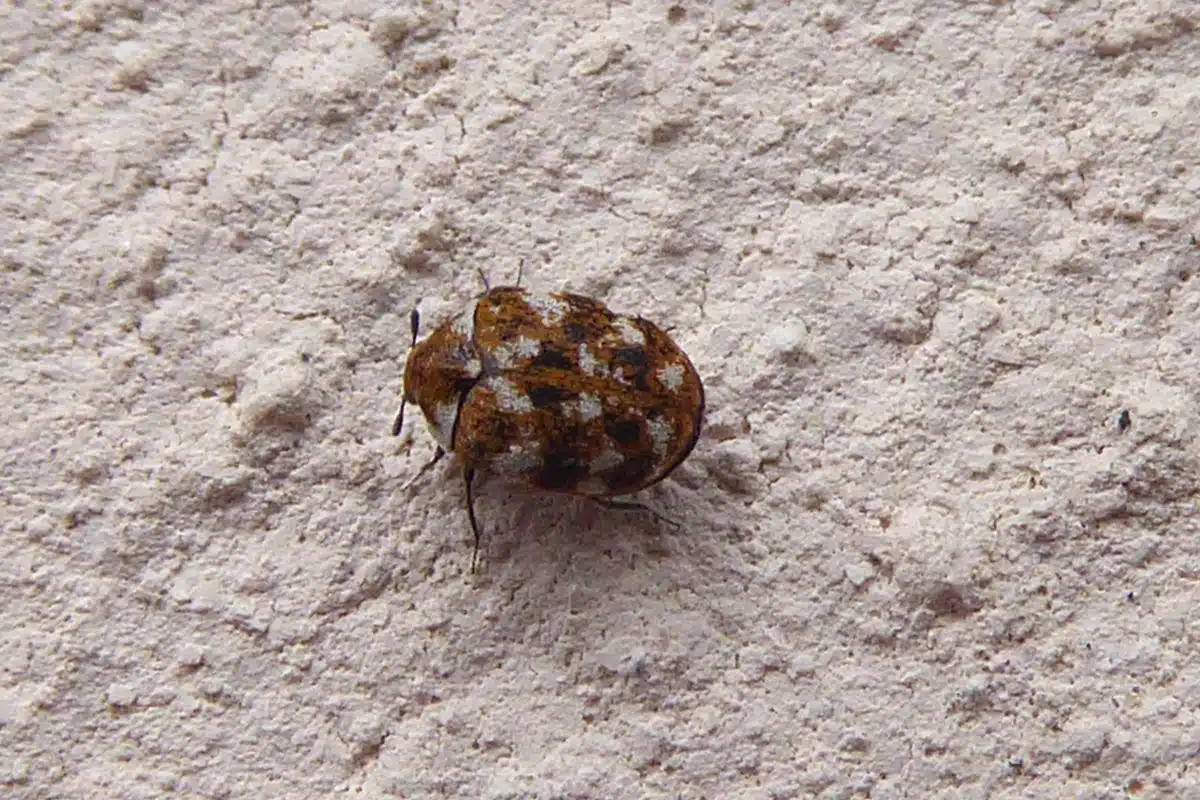 Adult varied carpet beetle on a pale textured surface, seen from above