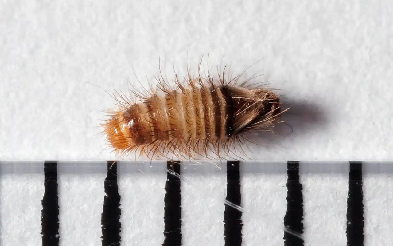 Bristly banded carpet beetle larva crawling on wool carpet pile, seen from the side
