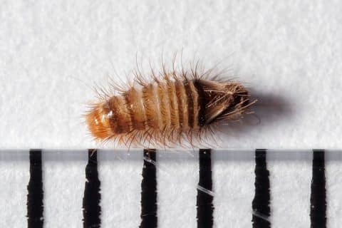 Bristly banded carpet beetle larva crawling on wool carpet pile, seen from the side