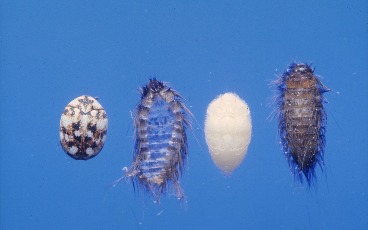Carpet beetle life cycle in four stages: egg, bristly larva, pupa in the split larval skin, and adult
