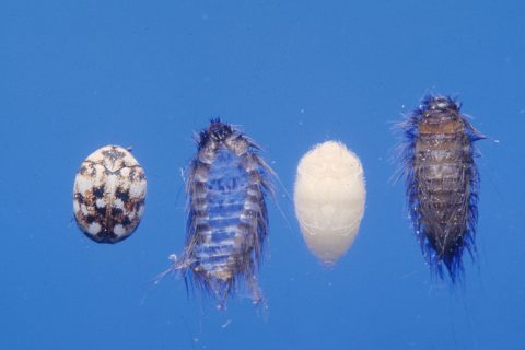 Carpet beetle life cycle in four stages: egg, bristly larva, pupa in the split larval skin, and adult