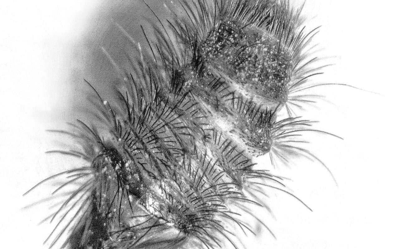 Carpet beetle larva on wool fabric, bristly hairs raised and a shed larval skin lying beside it