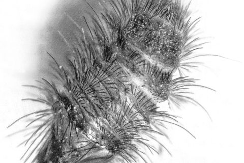 Carpet beetle larva on wool fabric, bristly hairs raised and a shed larval skin lying beside it