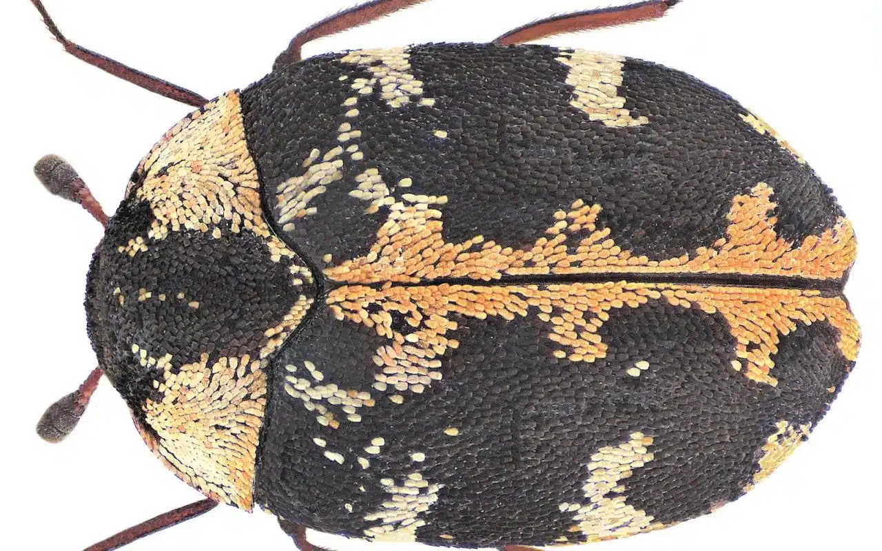 Adult carpet beetle and adult bed bug shown side by side at the same scale for comparison
