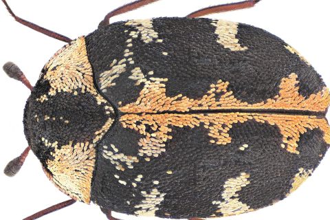 Adult carpet beetle and adult bed bug shown side by side at the same scale for comparison