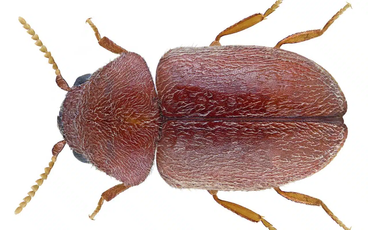 Close-up of a small reddish-brown cigarette beetle from the side, showing its humped back and smooth wing covers