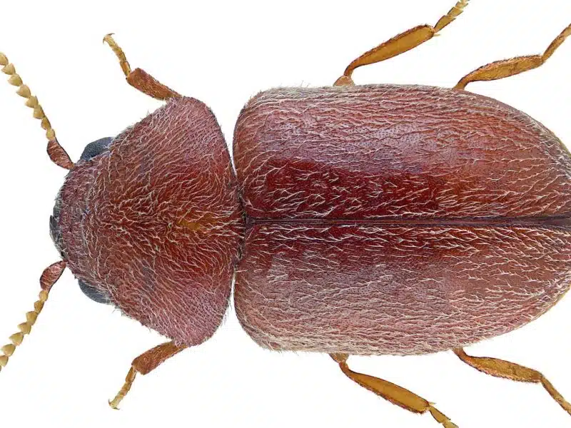 Close-up of a small reddish-brown cigarette beetle from the side, showing its humped back and smooth wing covers