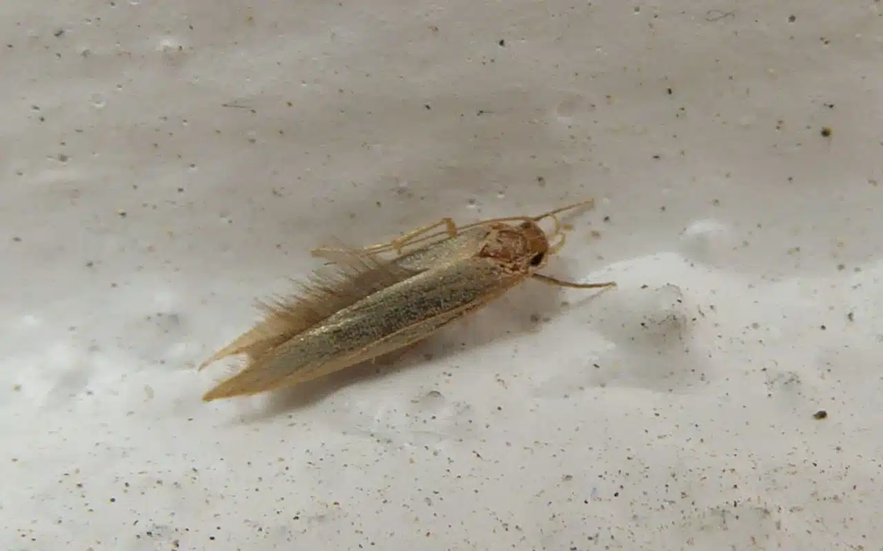 Adult clothes moth resting on dark wool, wings a plain unmarked buff-tan