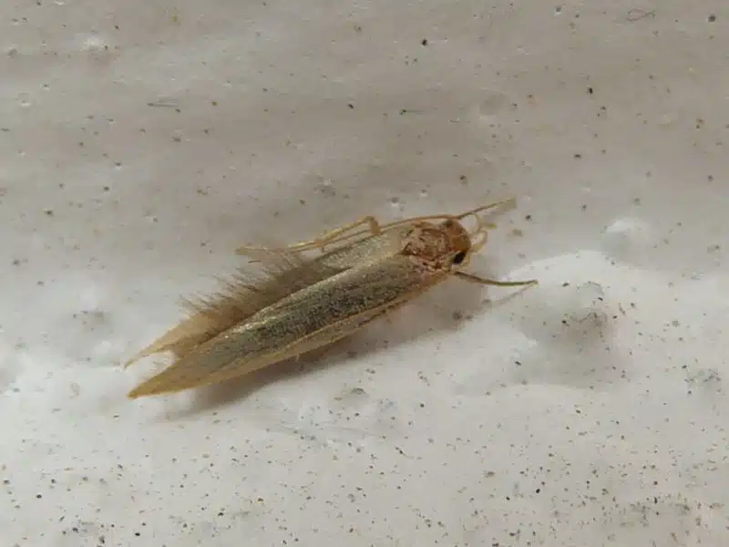 Adult clothes moth resting on dark wool, wings a plain unmarked buff-tan