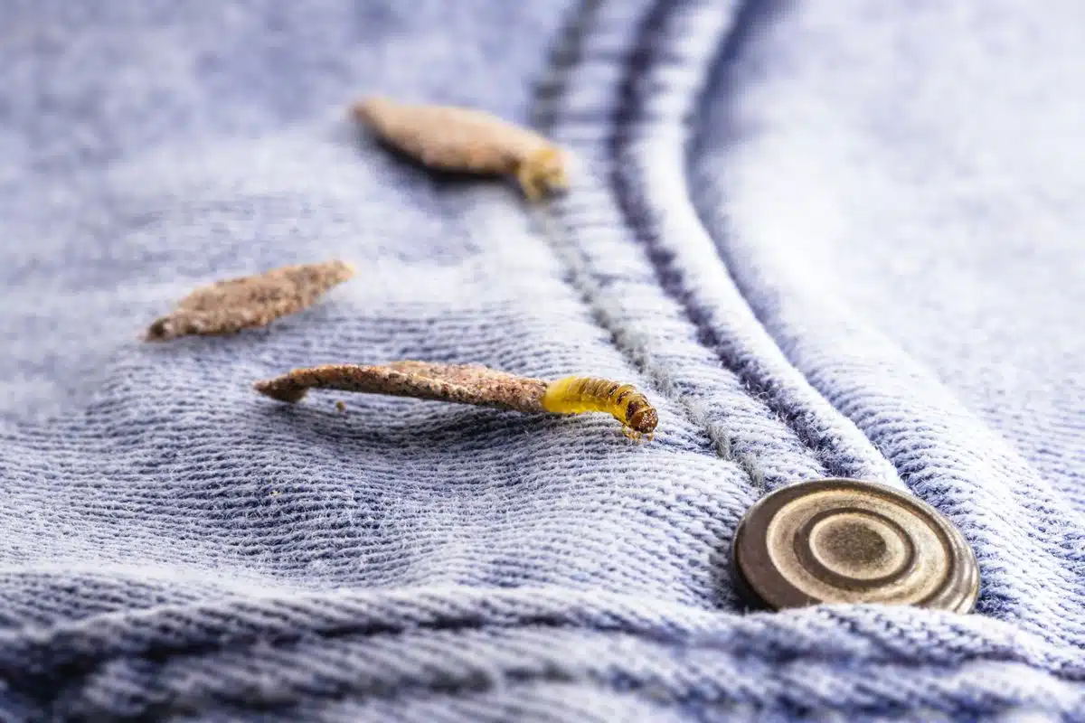 Clothes moth larvae and their silk cases on stored wool fabric