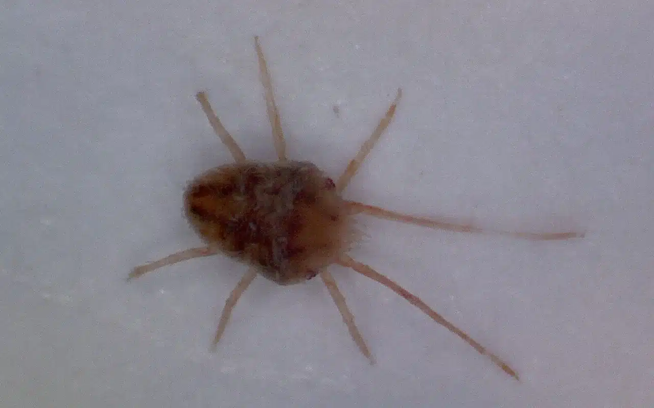 Extreme close-up of a bright red clover mite on a white window frame, front legs held far forward