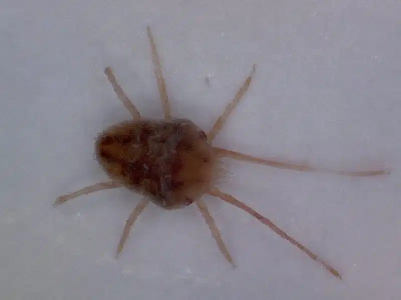 Extreme close-up of a bright red clover mite on a white window frame, front legs held far forward