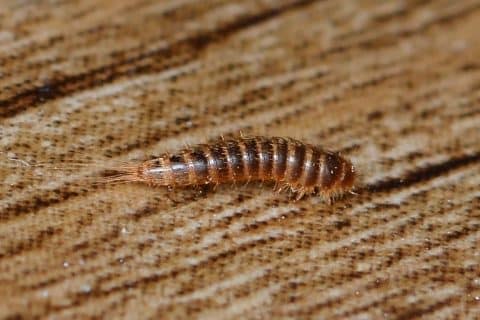Carpet beetle larva covered in stiff barbed bristles beside a hollow shed skin on carpet pile