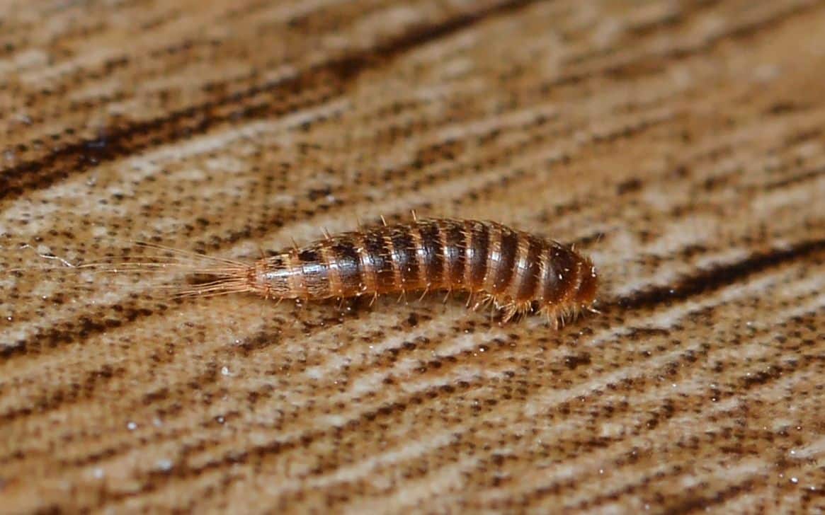 Carpet beetle larva covered in stiff barbed bristles beside a hollow shed skin on carpet pile
