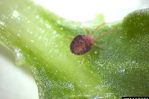 Clover mite seen from above, the front pair of legs held far forward