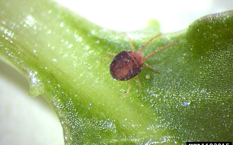 Clover mite seen from above, the front pair of legs held far forward
