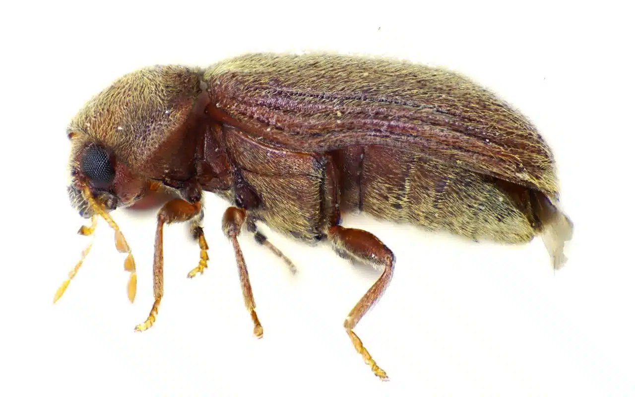 Drugstore beetle close-up, oval fuzzy reddish-brown body with the head hidden beneath it