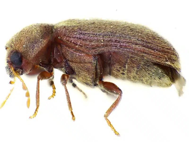 Drugstore beetle close-up, oval fuzzy reddish-brown body with the head hidden beneath it