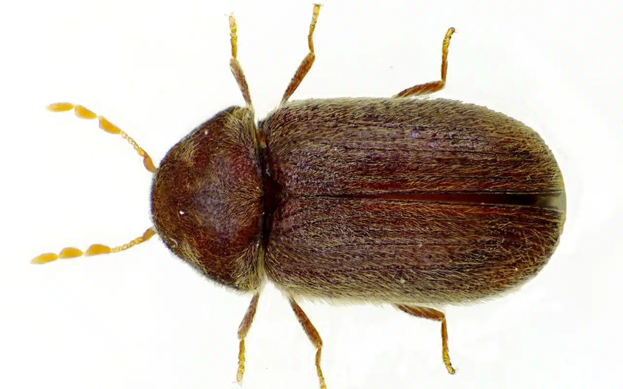 Close-up of a small reddish-brown drugstore beetle on dry pantry crumbs, showing its grooved wing cases
