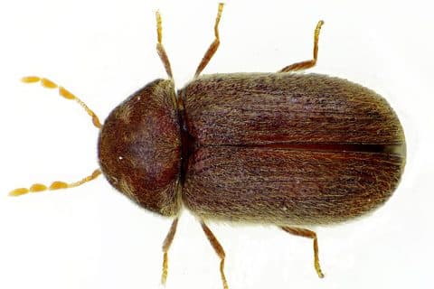 Close-up of a small reddish-brown drugstore beetle on dry pantry crumbs, showing its grooved wing cases