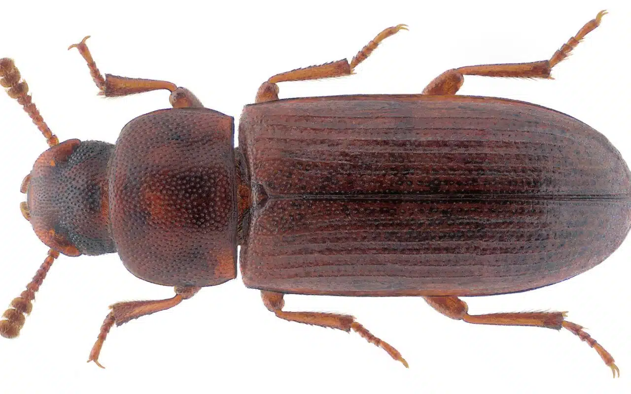 Red flour beetle on spilled white flour, its flat reddish-brown body and snoutless head visible.