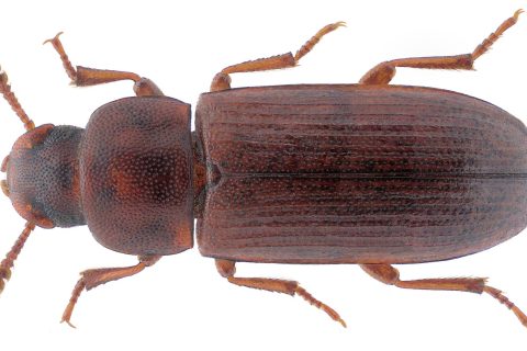 Red flour beetle on spilled white flour, its flat reddish-brown body and snoutless head visible.