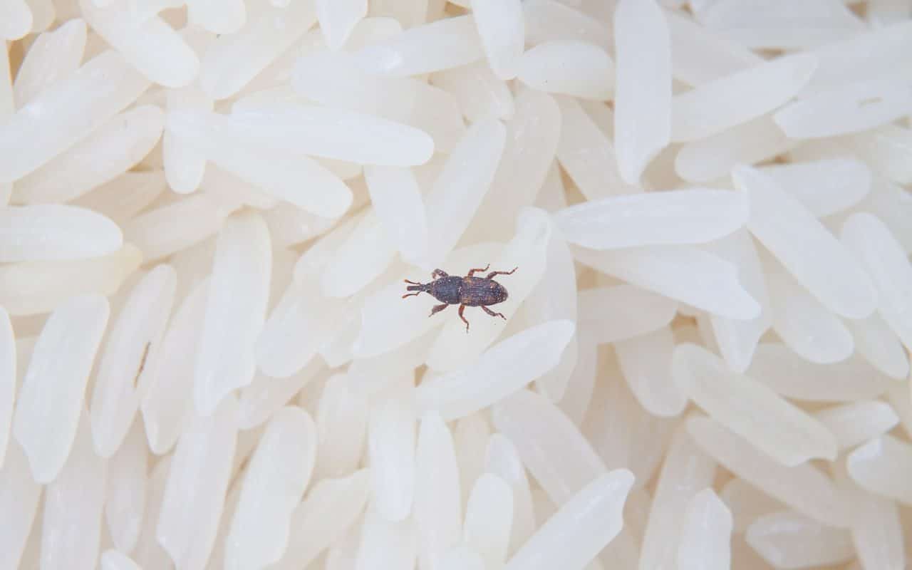 Close-up of a weevil chewing into white rice grains