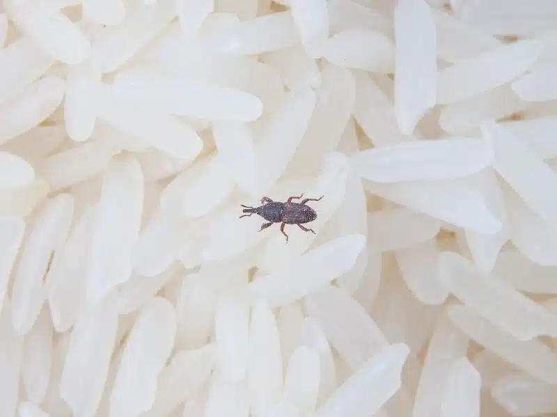 Close-up of a weevil chewing into white rice grains
