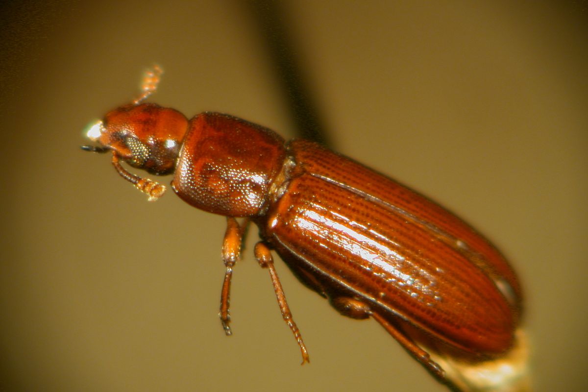 Red flour beetle on spilled flour, flattened reddish-brown body with no snout